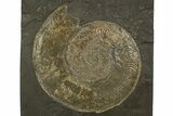 Plate of Jurassic Ammonite Fossils - Posidonia Shale, Germany #314861-3